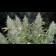 flower white widow feminised