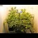 plantes of white widow