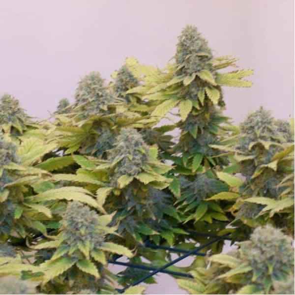 Aurora Indica