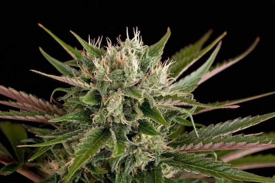 Blue Cheese dinafem