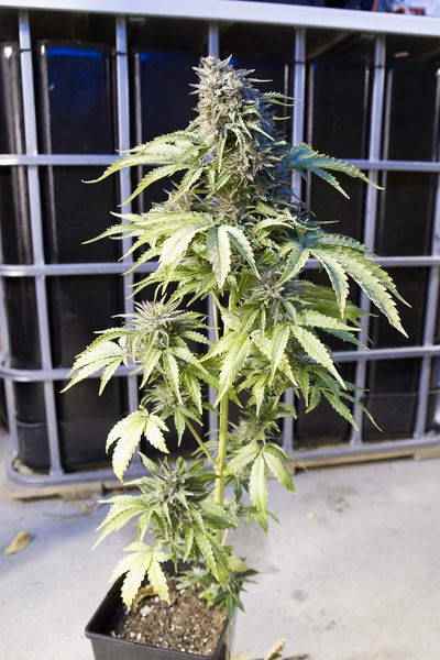 Bubba Kush Autoflowering