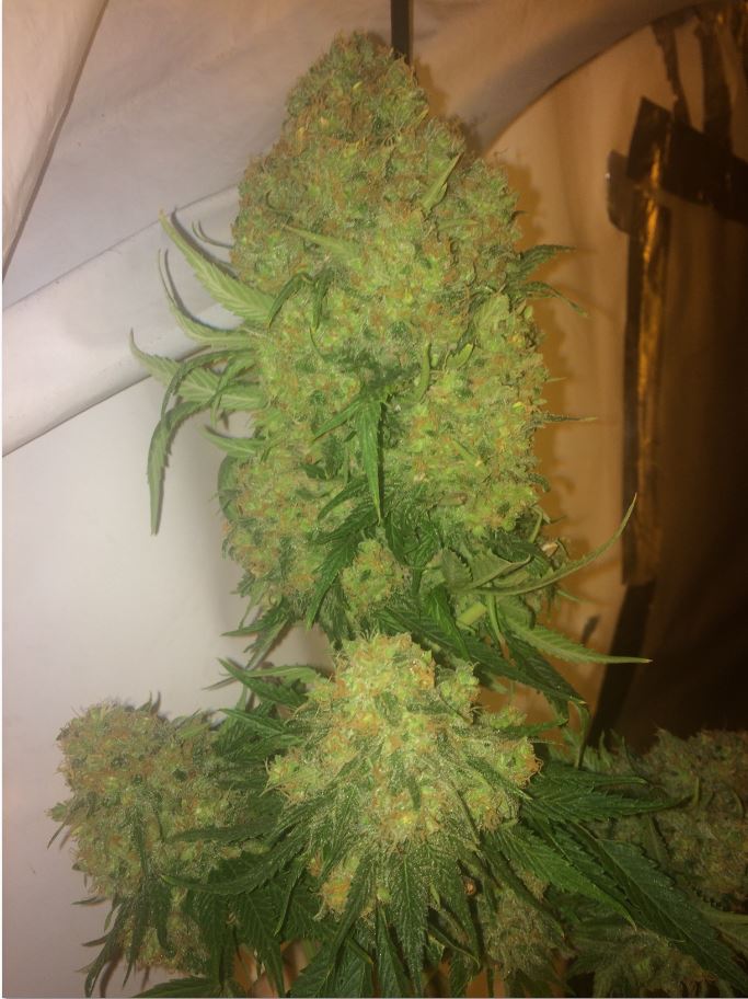 BudZilla