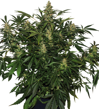 Buddha seeds Deimos
