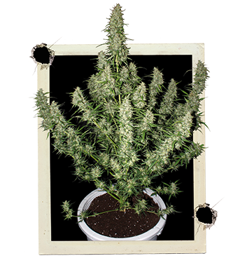 Buddha seeds Magnum