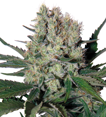 Buddha seeds Syrup