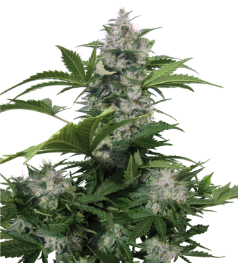 Buddha seeds White Dwarf