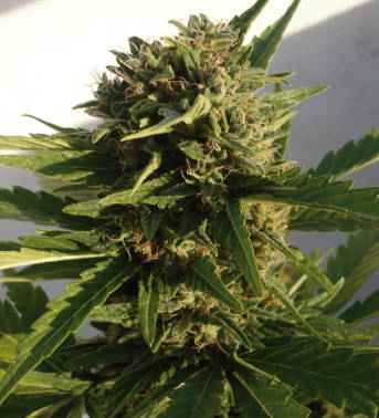 Buddha Red Dwarf 