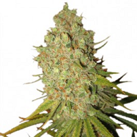 Bulk CannabisZaden