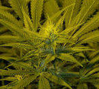 California Dream Mandala Seeds