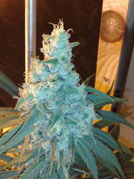 Cannatonic