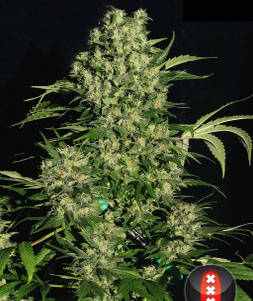 Chronic Serious seeds