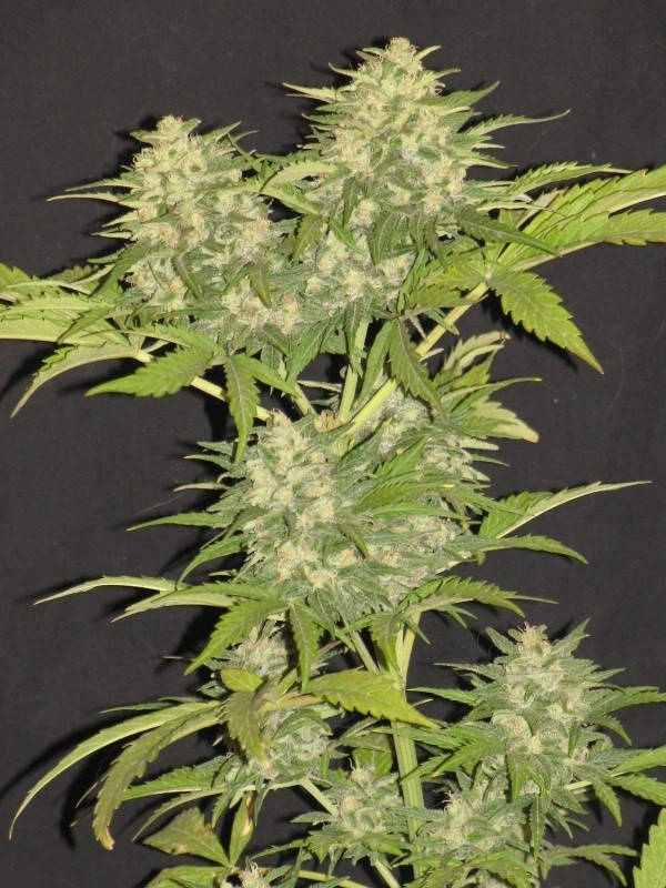 Critical Super Silver Haze
