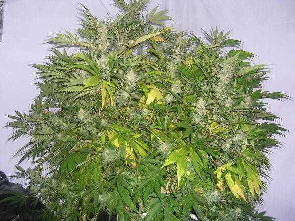 Critical Skunk