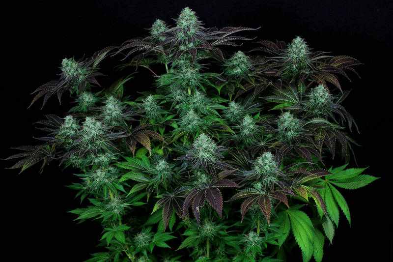 Darkstar TH Seeds