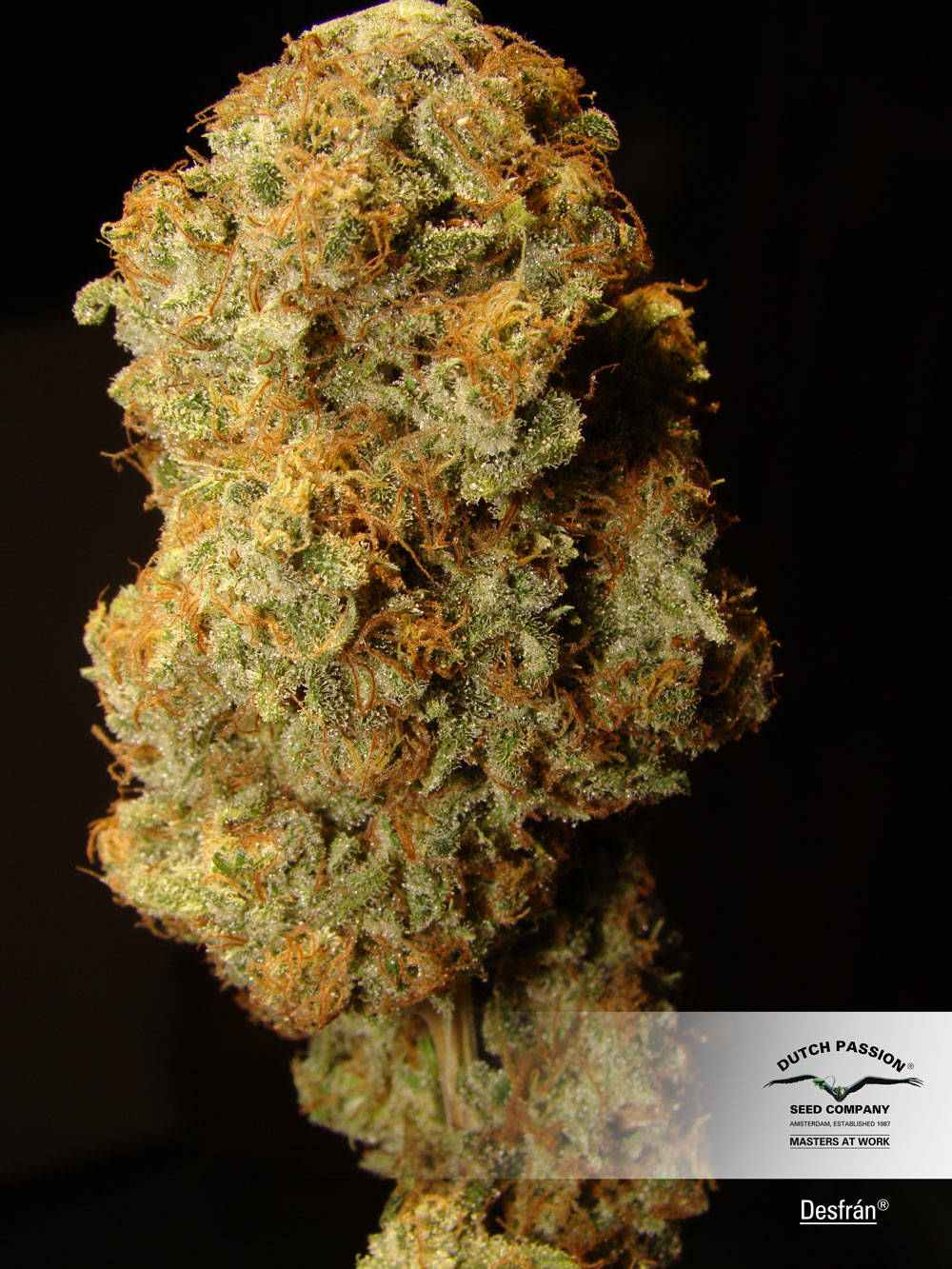Desfran Dutch Passion