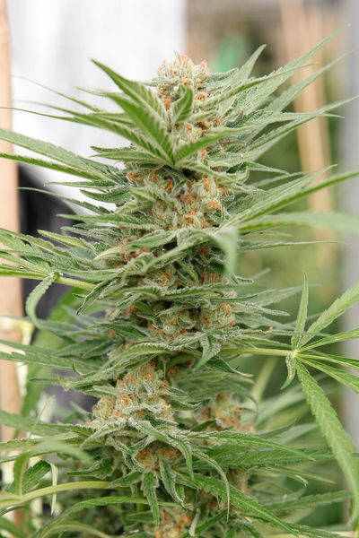 Critical Cheese