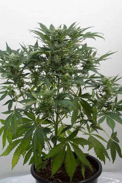 Dinamex Autoflowering