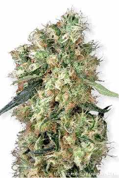Dutch Haze