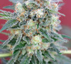 Ganesh Mandala seeds