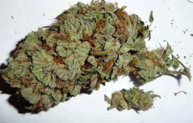 Girl Scout Cookies weed
