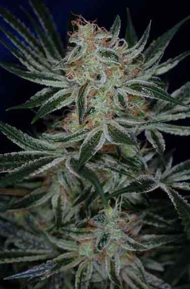 Jack the Ripper TGA Subcool Seeds