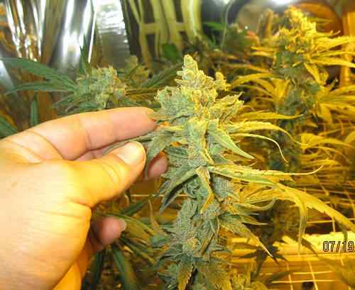 Kushberry