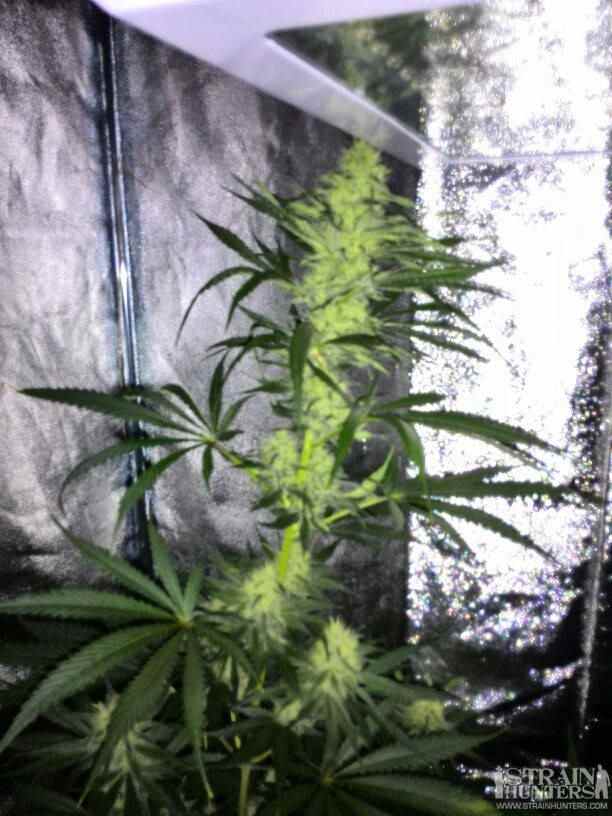 Money Maker Strain Hunters