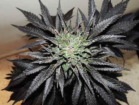 Night Queen Dutch Passion