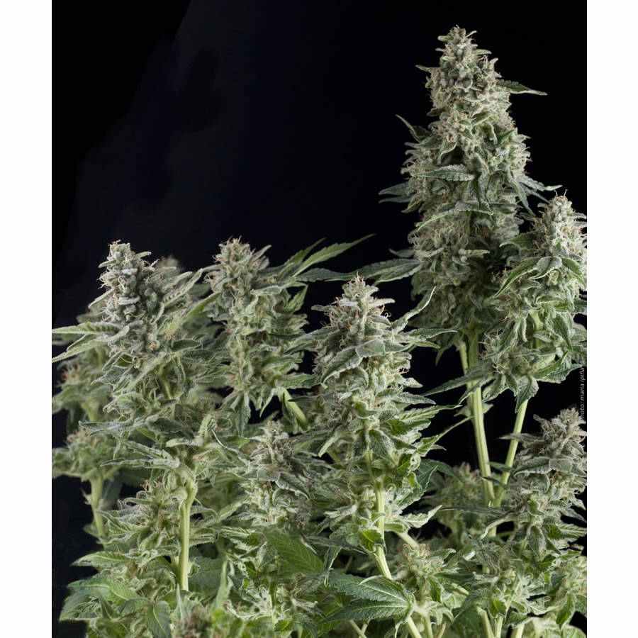 Northern Lights