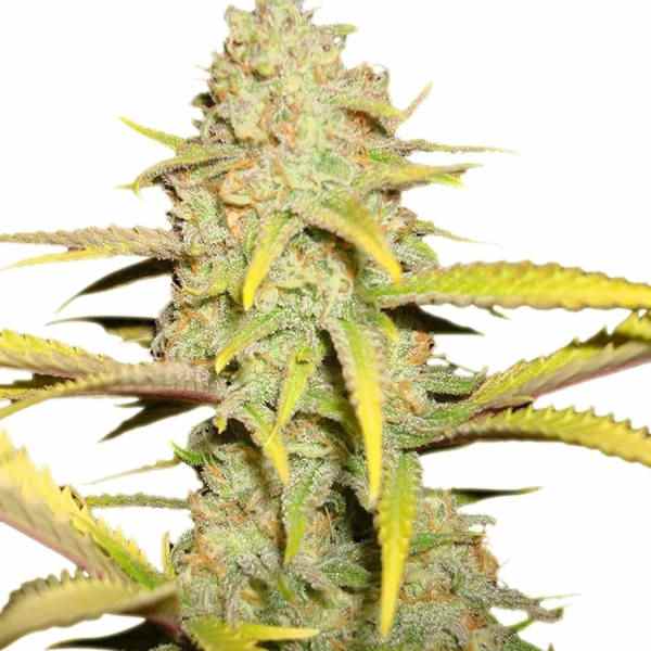 OG Kush ZADEN
