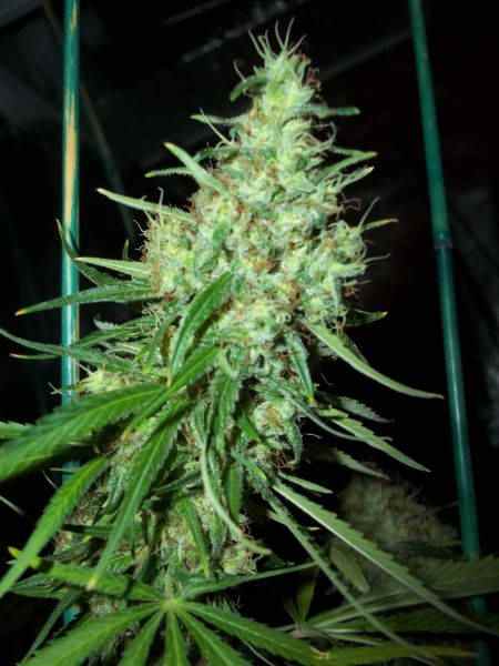 Pink Floyd Mr Nice Seeds