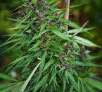 Purple Paro Valley