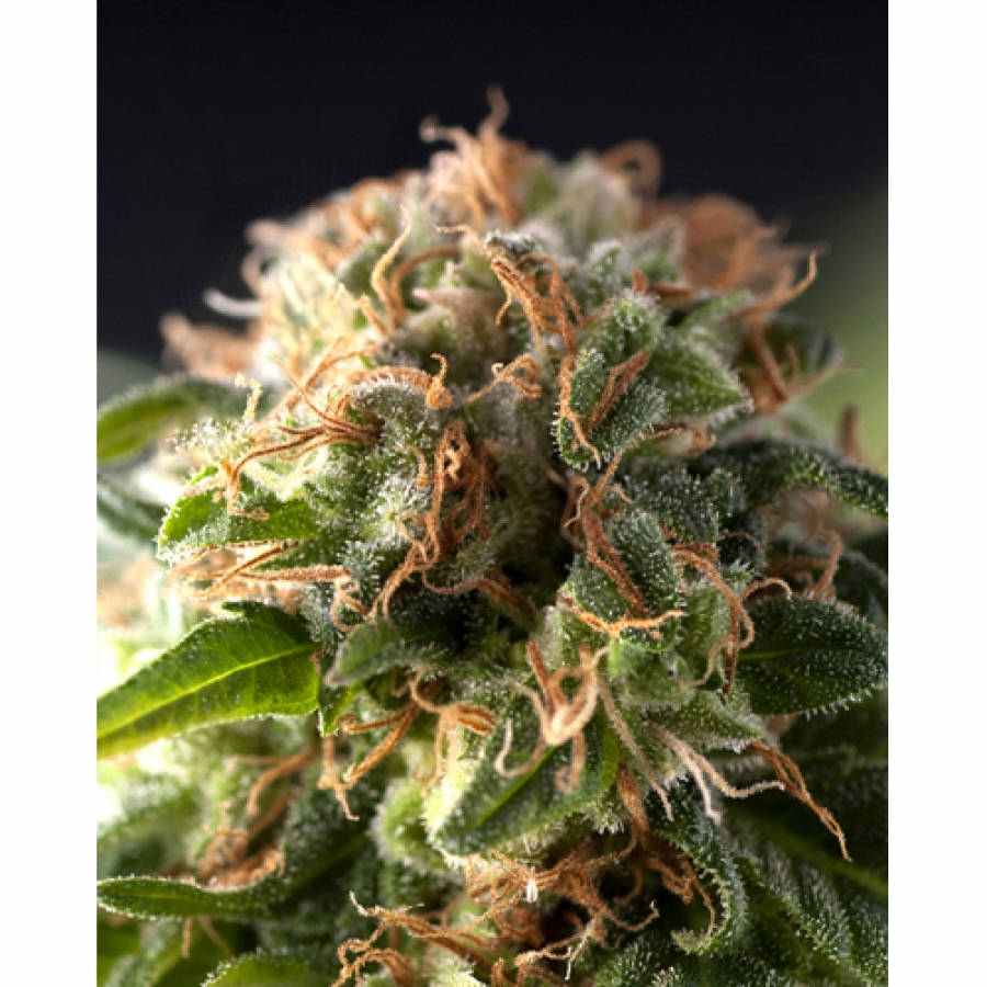 Pyramid Seeds Fresh Candy