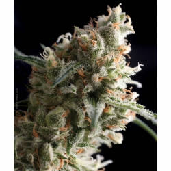 Pyramid Seeds Super Hash