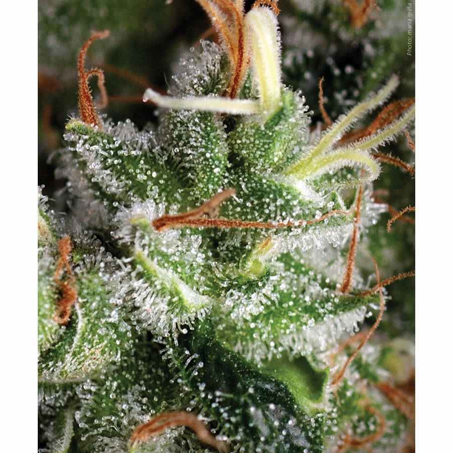 Pyramid seeds Anesthesia