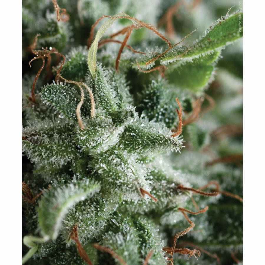 Pyramid seeds Anubis