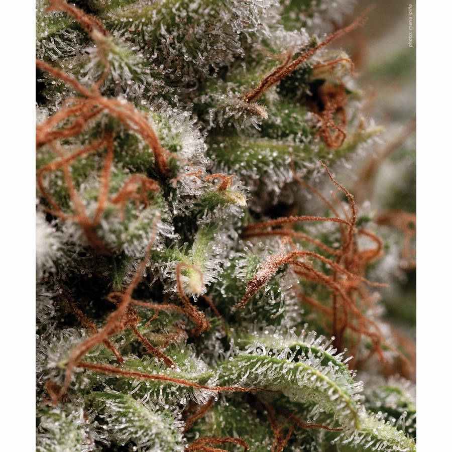 Pyramid seeds Galaxy