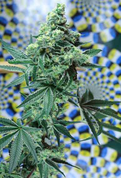 Quantum Kush