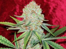 Reggae seeds Dancehall