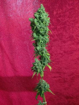 Reggae seeds Respect 