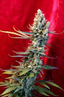 Reggae seeds Revolution