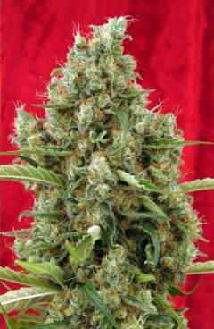 Reggae seeds Session