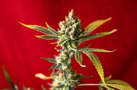 Reggae seeds Dub
