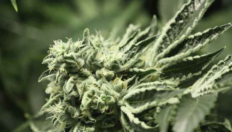 Rollex OG Kush
