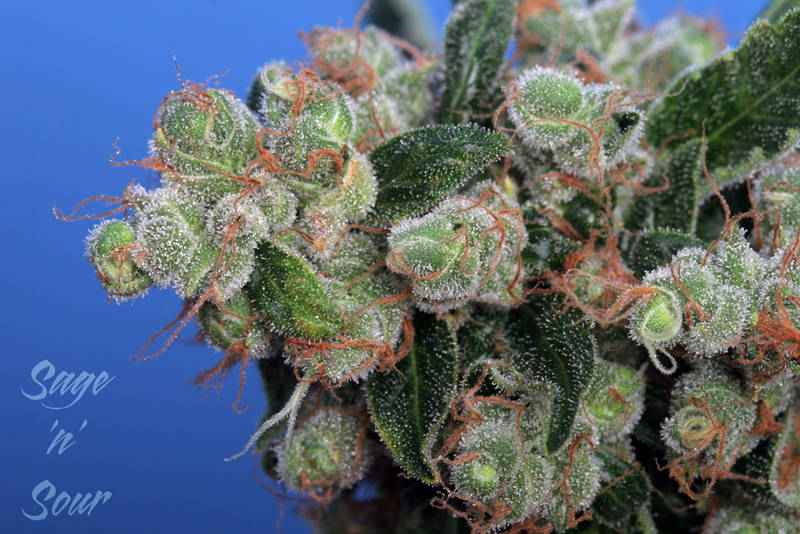 Sage N Sour