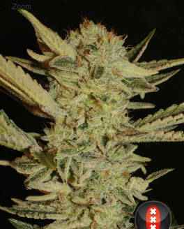 Bubble Gum Serious seeds