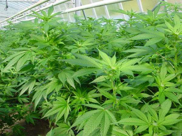 Spice Mr Nice Seeds