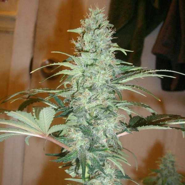 Super Skunk
