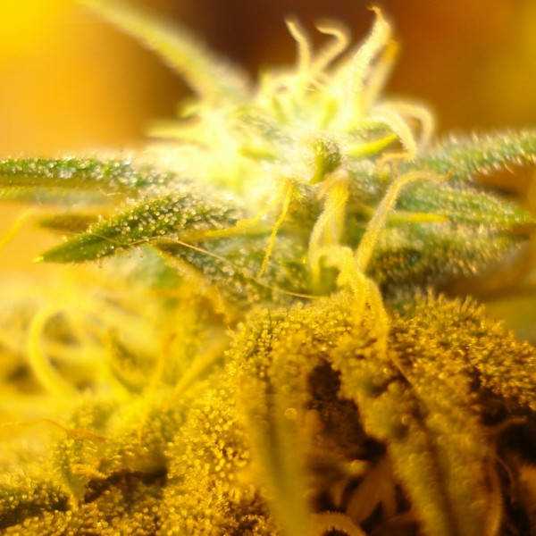 Swiss Cheese