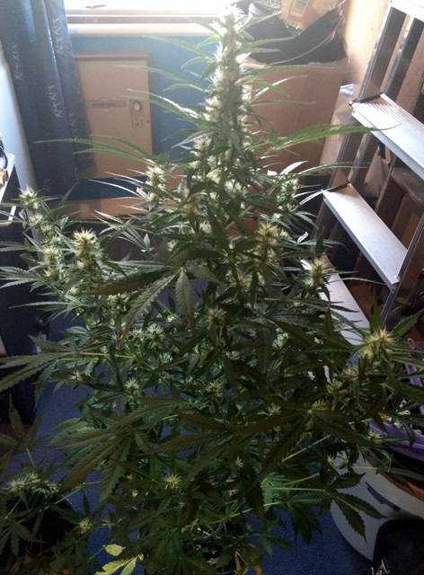 Turbo Bud